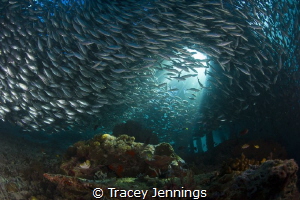 Under the jetty by Tracey Jennings 